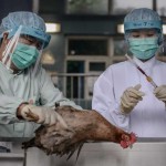 Ngày 28 Tết khắc tinh của loài gà ở Hong Kong