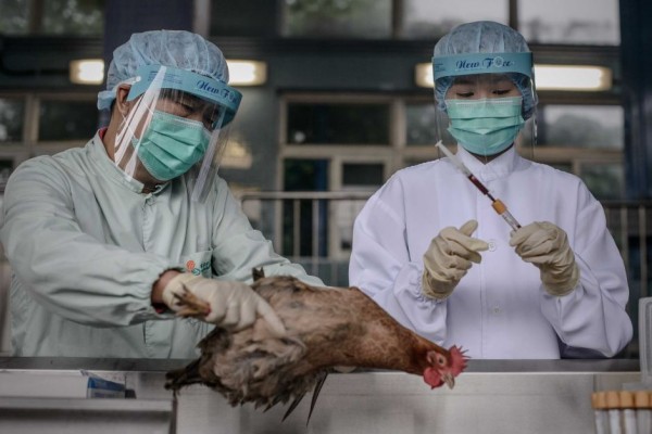 hongkong-check-poultry-virus-jan-2014