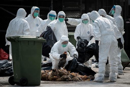 hongkong-dead-chickens-virus-20140128
