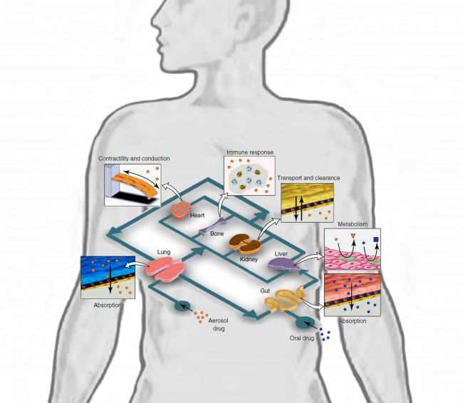 Conceptual_Schematic_of_a_Human-on-a-Chip