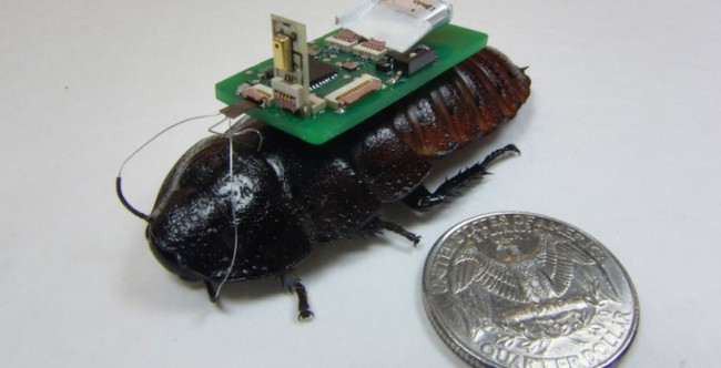Cyborg cockroach