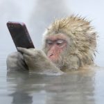 Công nghệ buồn trong năm Con Khỉ