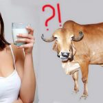 Sữa bò… có ngu…