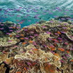 Dell hợp tác với tổ chức Citizens of the Great Barrier Reef ứng dụng Deep Learning bảo tồn thiên nhiên biển